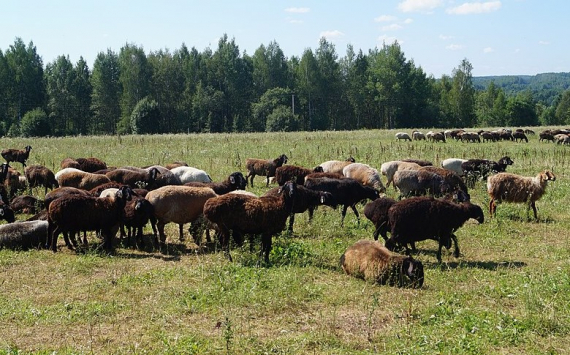 В Хабаровском крае стало меньше свиней, коз и овец