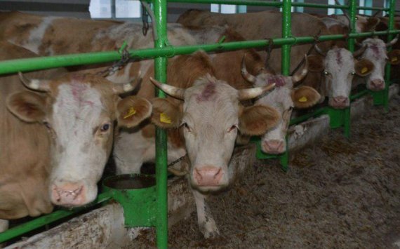 Фермеры в Хабаровском крае получили 24 млн рублей на разведение коров