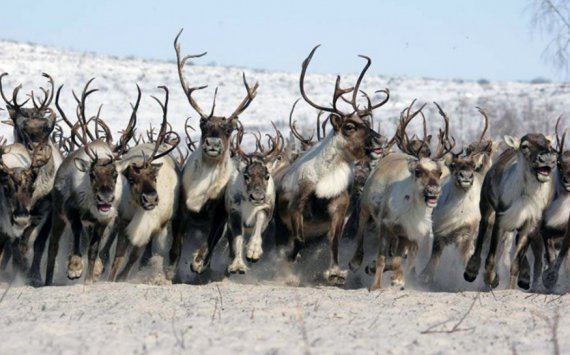 В Хабаровском крае на поддержку оленеводства выделено 2 млн рублей