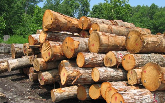 В Хабаровском крае лесоэкспортеры получили льготные таможенные пошлины‍