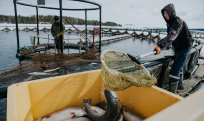 Российские рыбоводы в 2022 году увеличили производство рыбы и морепродуктов на 7,5% — до 383,5 тыс. тонн