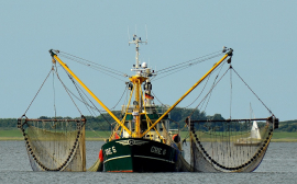 В Хабаровске рыбопромышленники в 2020 году увеличат объём вылова минтая