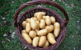 В Хабаровском районе создадут семеноводческое хозяйство по выращиванию картофеля