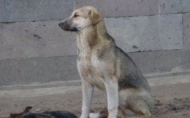 В Хабаровске открылся первый муниципальный приют для собак