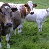 Объемы мясо-молочного производства должны в следующем году увеличиться на 22%