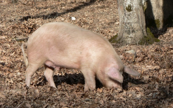 В Хабаровском крае решают судьбу свинокомплекса