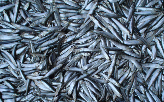 В Хабаровском крае вырастут штрафы за незаконную продажу рыбы