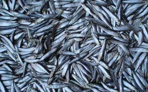 В Хабаровском крае обещают снизить стоимость рыбы