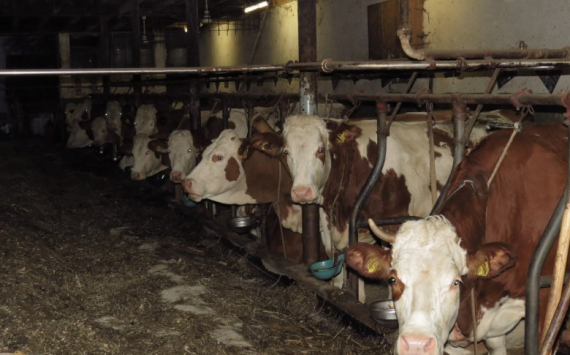 В Хабаровском крае крупным мясным предприятиям начнут без торгов давать землю