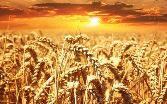 Минсельхоз: Производство зерна в 2019 году увеличится на 5 млн тонн