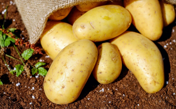 В Хабаровске резко подорожал картофель