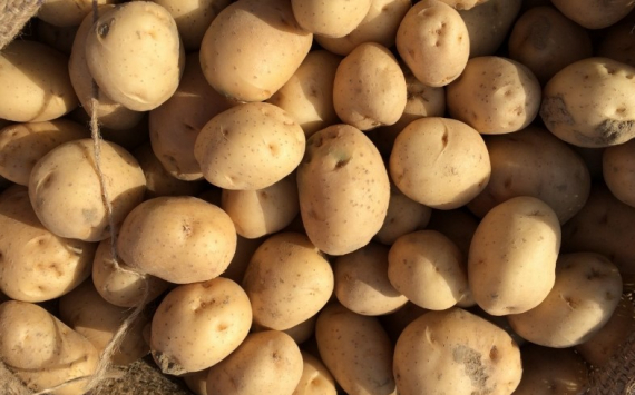 В Хабаровском крае поддержат производителей картофеля