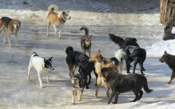 В Хабаровске осуществляют мероприятия по отлову бродячих собак