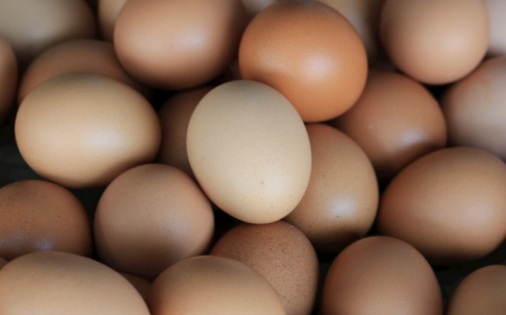 «Хабаровский» завод наращивает объемы производства птиц и яиц