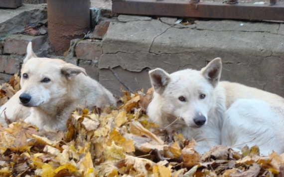 Власти Хабаровска хотят построить приют для бездомных собак
