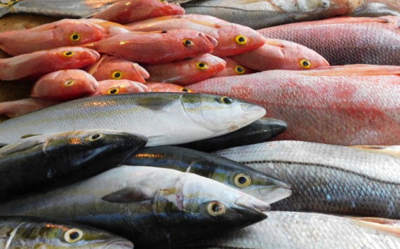 В Хабаровском крае продали 688 тонн «доступной» рыбы