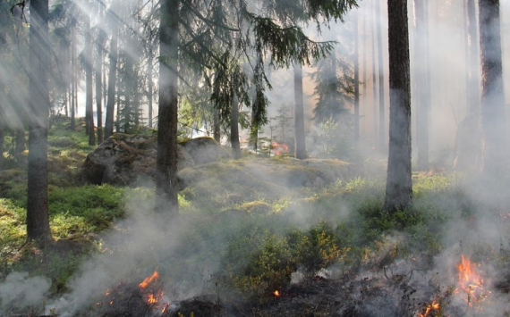Хабаровский край получит более 400 млн рублей на борьбу с лесными пожарами