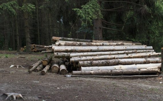 В Хабаровском крае вводят запрет на вывоз леса-кругляка