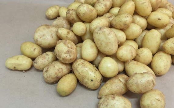 В Хабаровском крае овощеводов и картофелеводов поддержат финансами