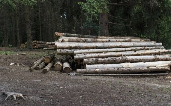 Власти Хабаровского края поспособствует развитию лесопромышленного комплекса