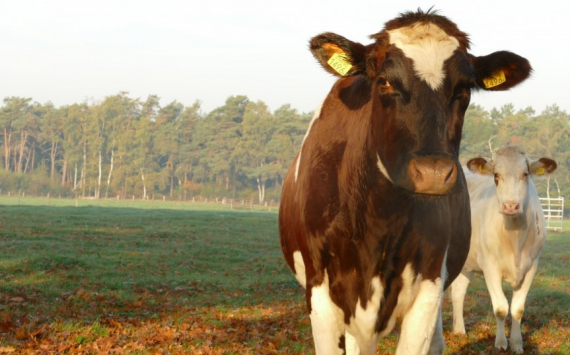 В Хабаровском крае поголовье коров увеличилось в полтора раза