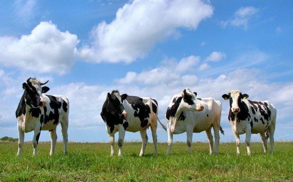 В Хабаровском крае продают государственных коров