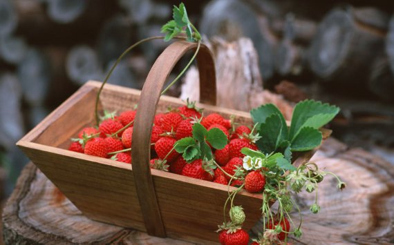 В ТОР «Хабаровск» заложат ягодные плантации‍