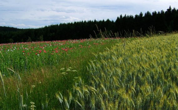 Заброшенные сельхозземли в Хабаровском крае передадут инвесторам